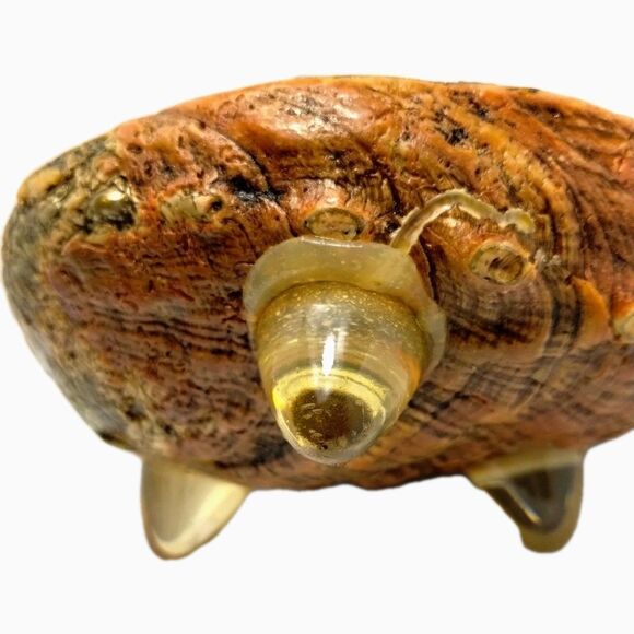 Vintage ABALONE RARE Golden Green Iridescence Shell  Footed Bowl Dish MCM - Picture 5 of 10